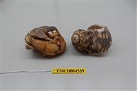 藏品(短腕陸寄居蟹)的圖片